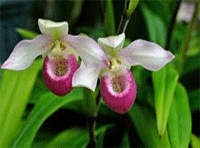pink and white lady slipper